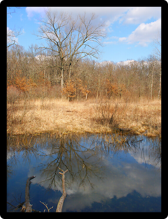 Beautiful early spring day at a small pond at Kickapoo State Park in Illinois.