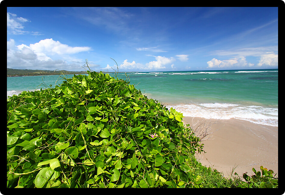 Lush vegetation grows along the coast at Anse de Sables Beach in Saint Lucia.