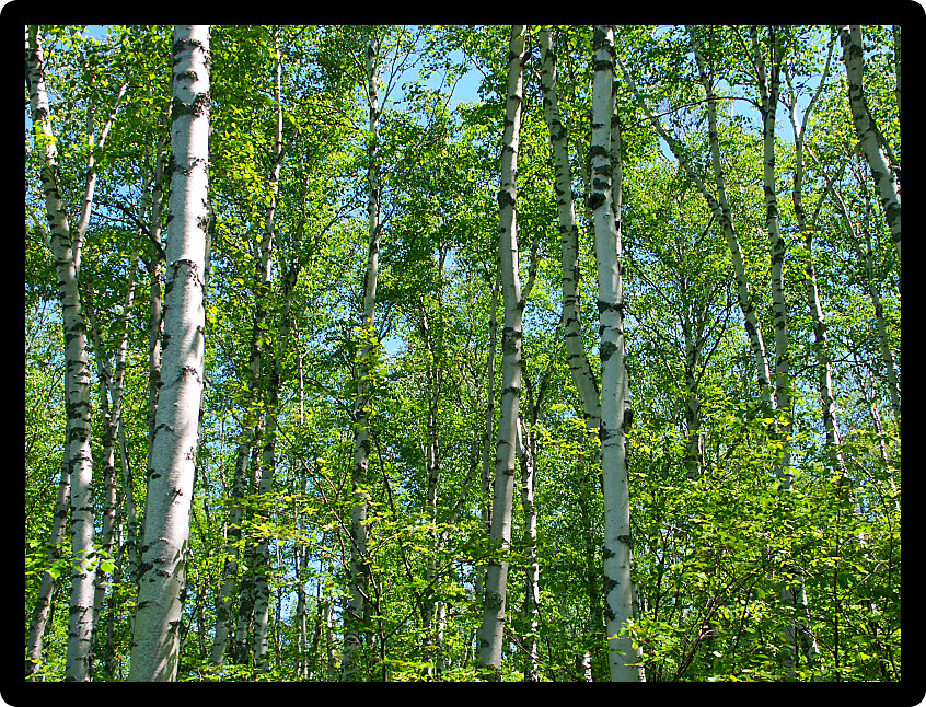 Dense stand of aspen trees at the Apostle Islands National Lakeshore in northern Wisconsin.