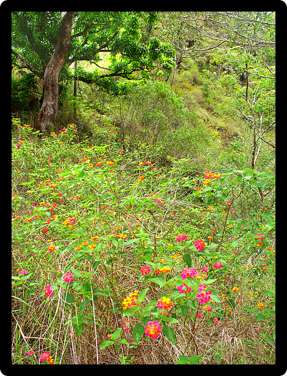 Tropical environment at Barron Gorge National Park in Queensland Australia.