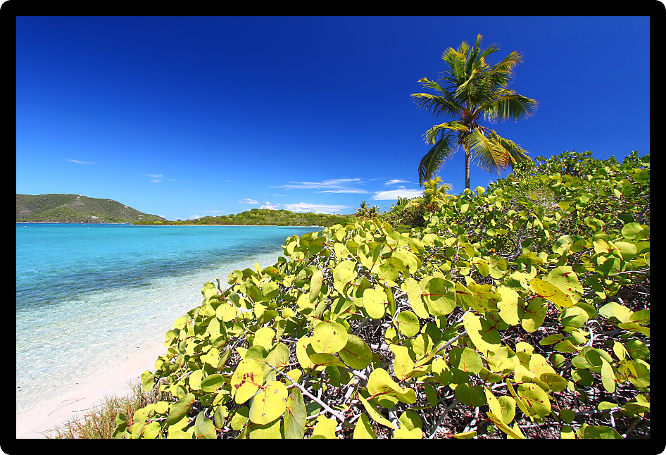 Vegetation grows along the beach of Beef Island in the British Virgin Islands.