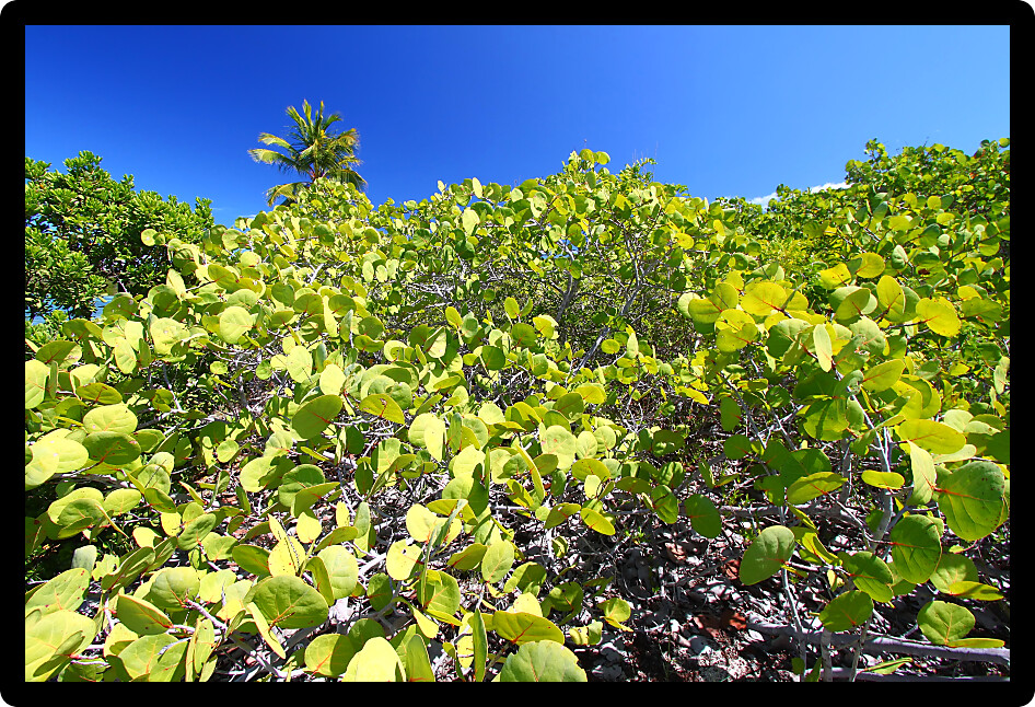 Vegetation grows on Beef Island in the British Virgin Islands.