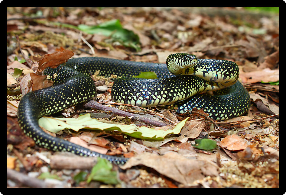 Black Kingsnake (Lampropeltis getula) in a forest of Alabama.