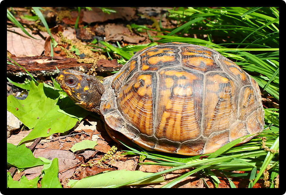 Box Turtles (Terrapene carolina) are common in forested areas of Alabama.