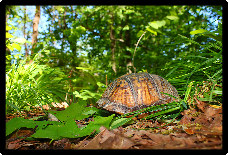 Shy Box Turtle (Terrapene carolina) hides in her shell in Alabama.