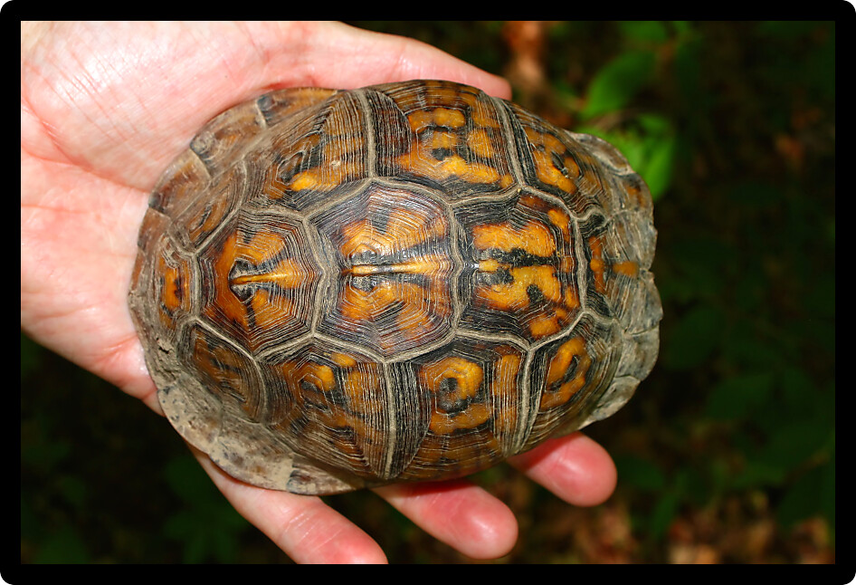 Carapace of a Box Turtle (Terrapene carolina) in northern Alabama.