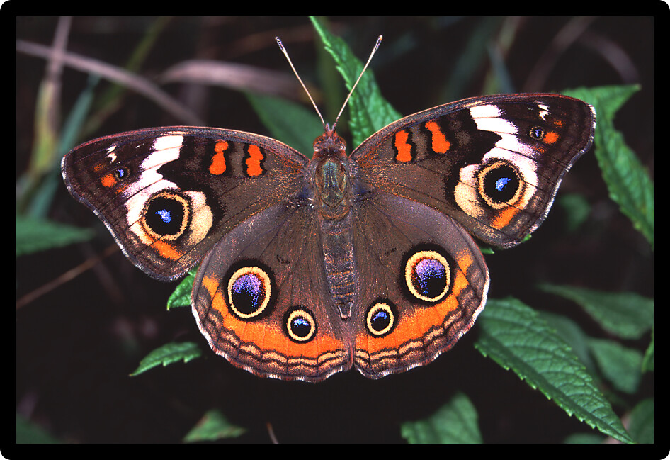Buckeye Butterfly (Junonia coenia) at Distillery Conservation Area in northern Illinois.