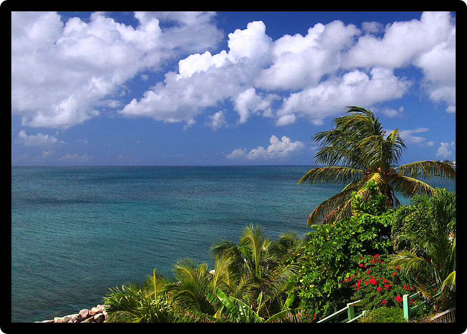 Tropical vegetation along the coastline of Saint Kitts.