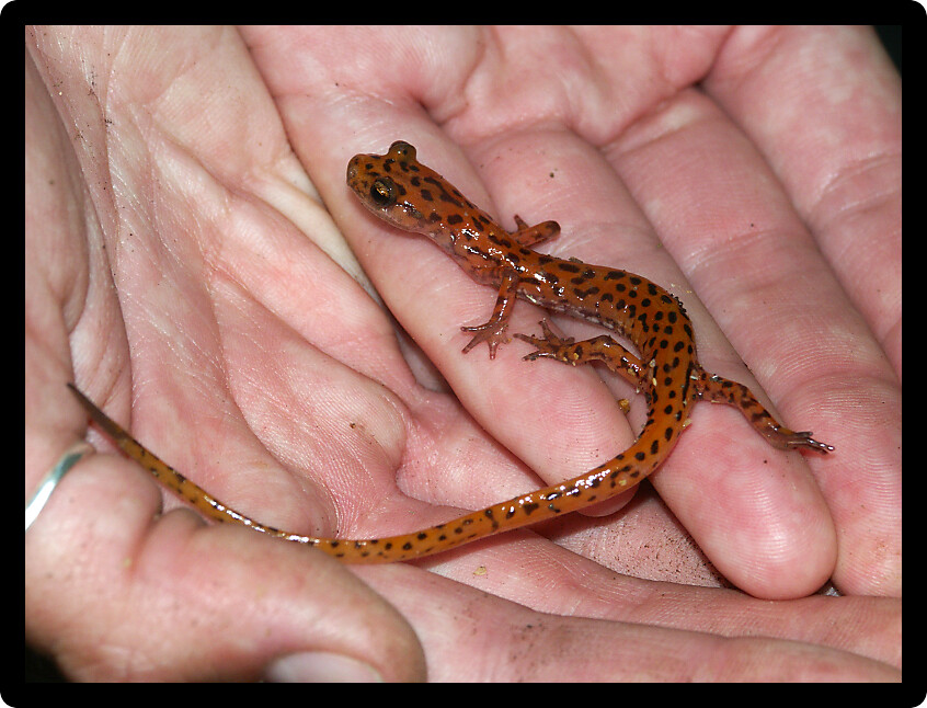 Cave Salamander (Eurycea lucifuga) found in an Illinois nature area.