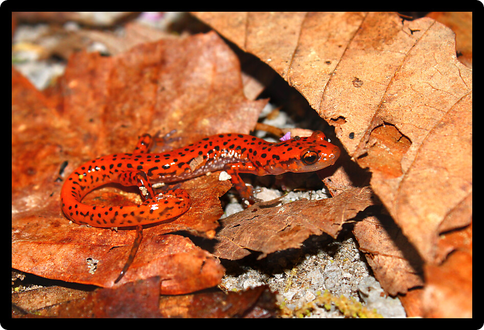 Cave Salamander (Eurycea lucifuga) inhabiting northern Alabama.