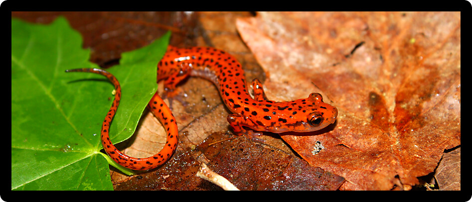 Cave Salamanders (Eurycea lucifuga) are small amphibians found in Alabama.