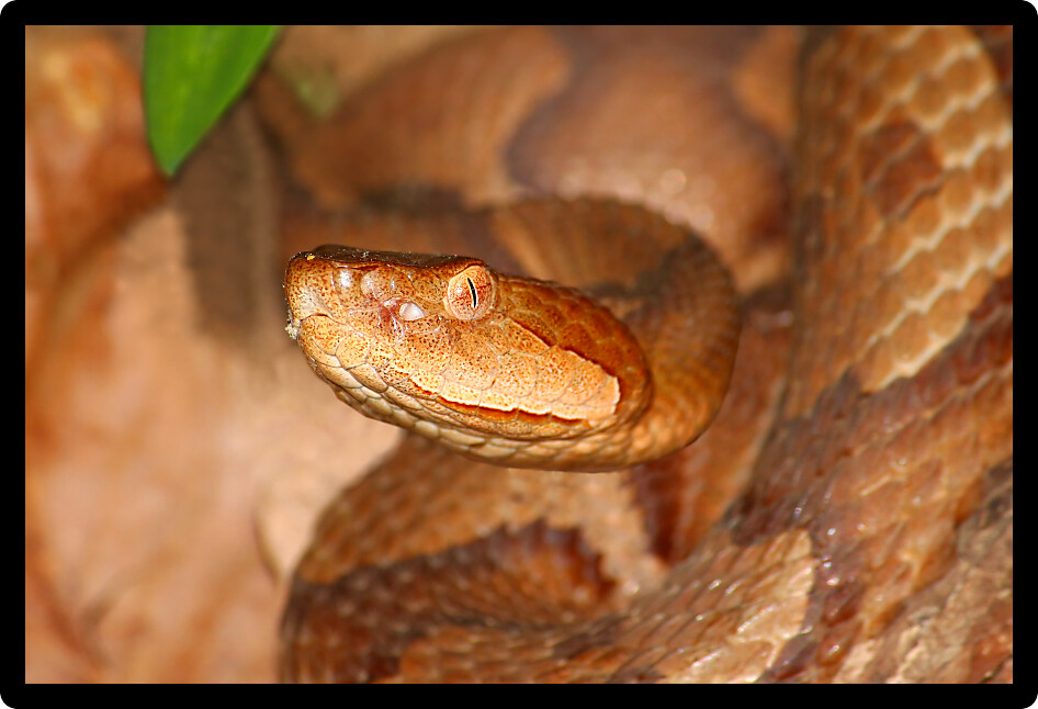Venomous Copperhead (Agkistrodon contortrix) snake keeps a close eye on the environment in Alabama.