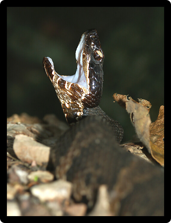 Cottonmouth (Agkistrodon piscivorus) in a forest of southern Illinois.