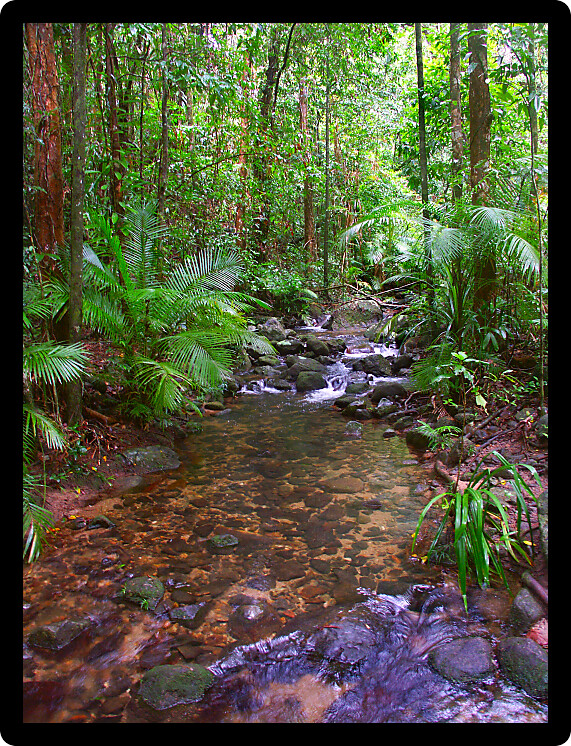 Beautiful Daintree Rainforest National Park in tropical Queensland Australia.