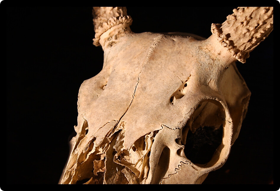 Menacing Deer Skull against the darkness of night.