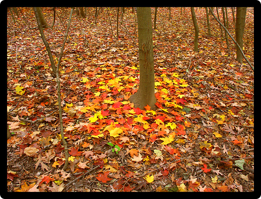 Bright fall leaves surround a tree at Kishwaukee Gorge Forest Preserve Illinois.
