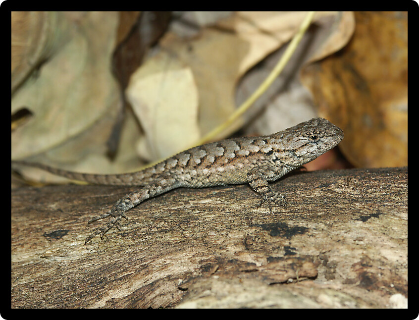 Fence Lizard (Sceloporus undulatus) in a forest of southern Illinois.