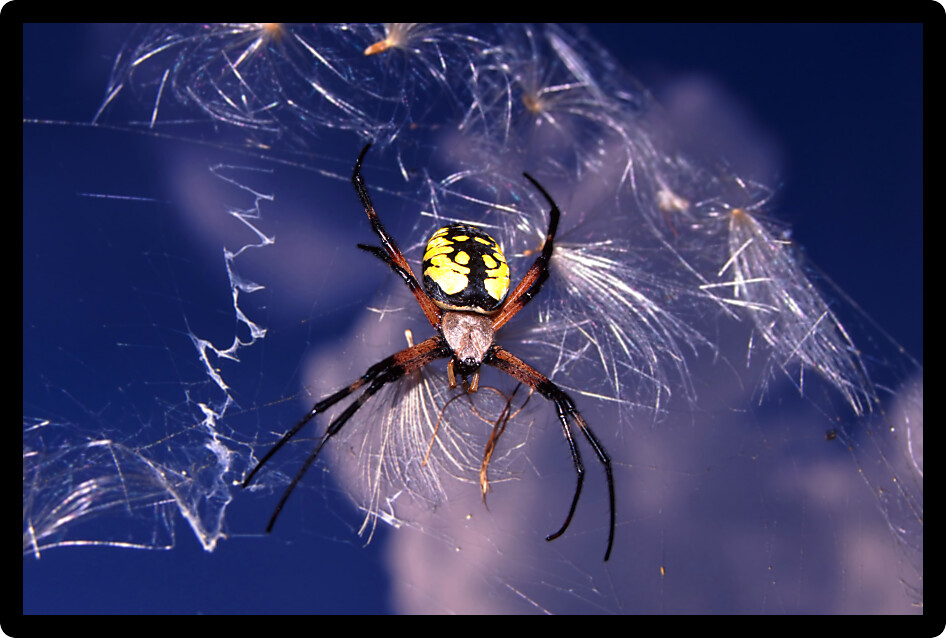 Garden Spider (Argiope aurantia) against the blue sky in northern Illinois.
