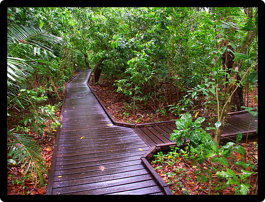 Nature path through the forest of Green Island National Park in Queensland Australia.