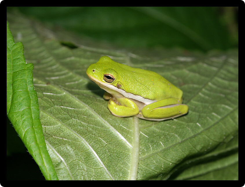 Green Treefrog (Hyla cinerea) found in southern Illinois.