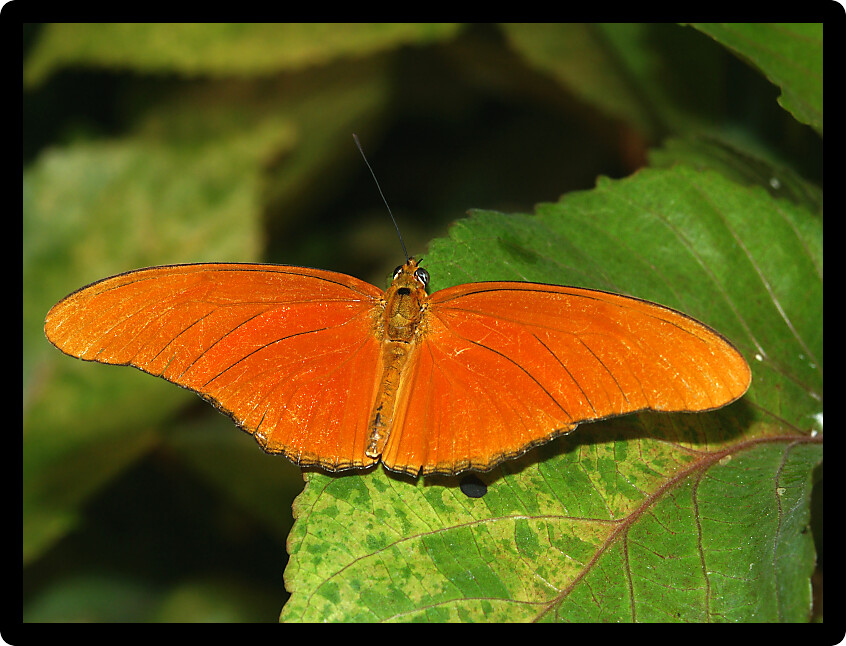 Julia Heliconian Butterfly (Dryas iulia) rests on a leaf.