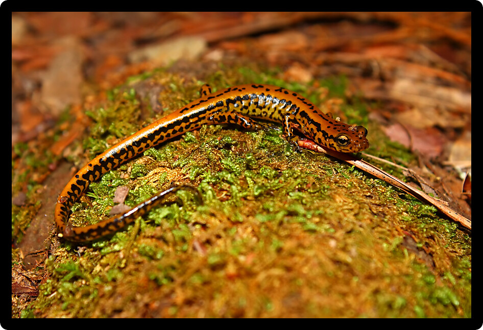 Long-tailed Salamander (Eurycea longicauda) inhabiting a natural area of Mississippi.