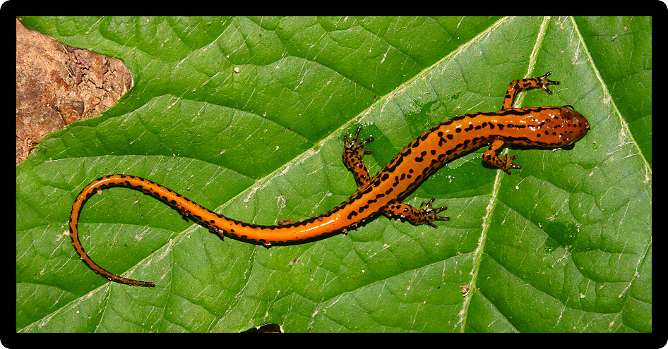 Long-tailed Salamander (Eurycea longicauda) in a natural area in Mississippi.
