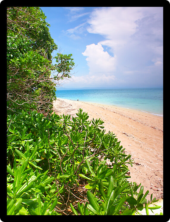 Tropical beach on the Low Isles in beautiful Queensland Australia.