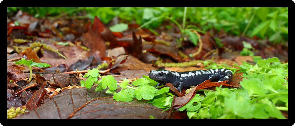 Marbled Salamander (Ambystoma opacum) in a forest of Alabama.