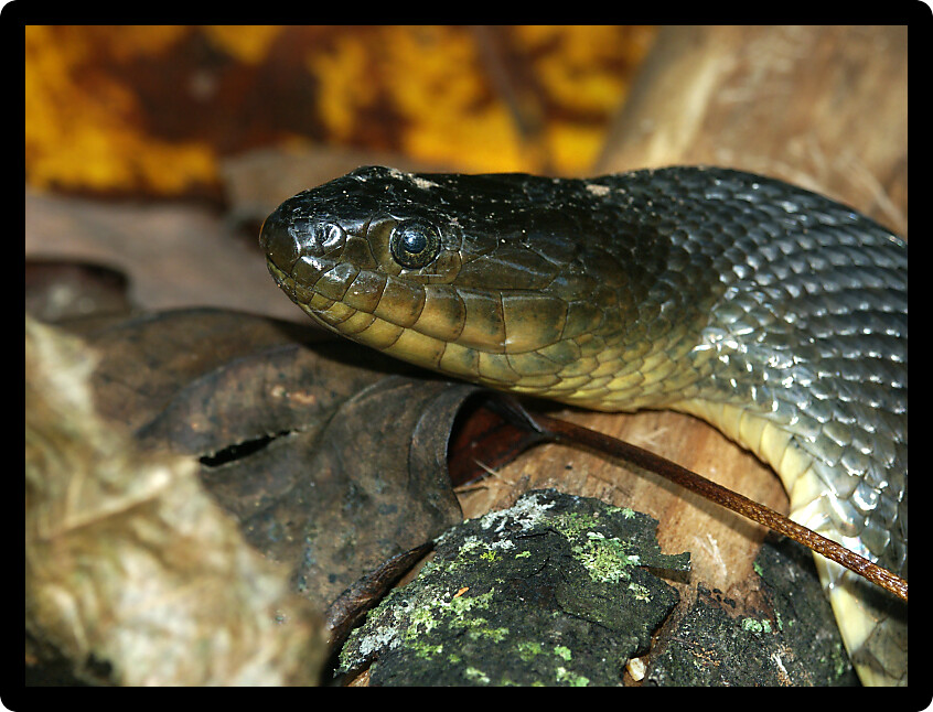 Mississippi Green Watersnake (Nerodia cyclopion) in a natural area of Illinois.