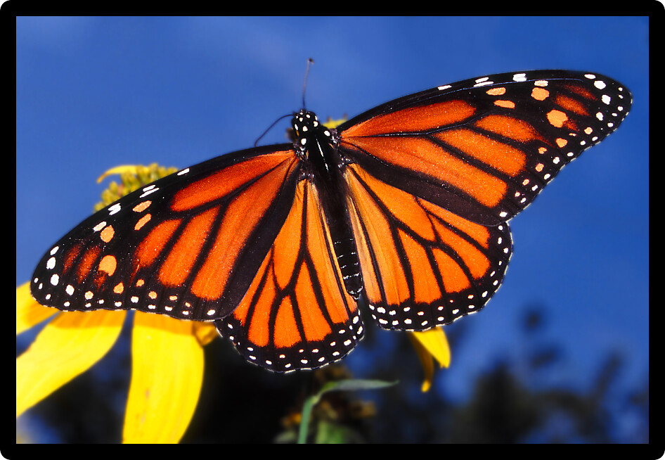 Monarch Butterfly (Danaus plexippus) at Deer Run Forest Preserve in northern Illinois.