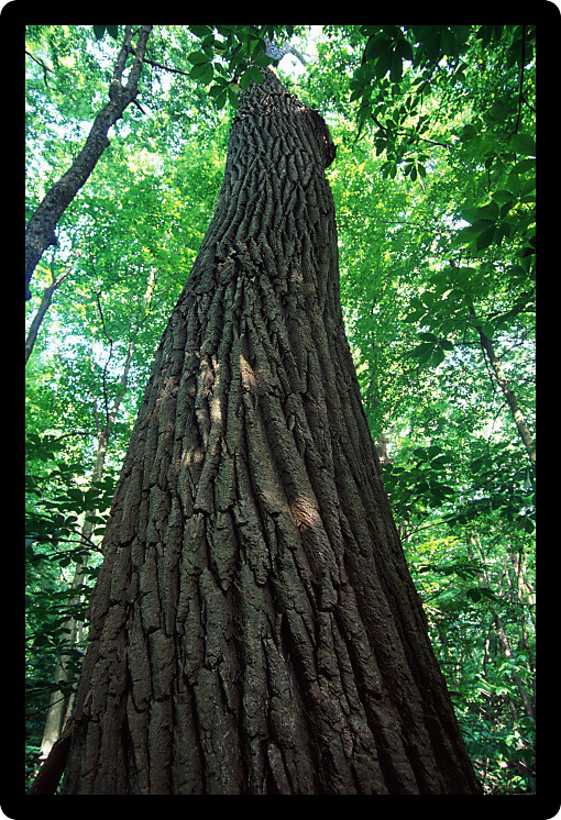 View up a tall tree at Moraine View State Recreation Area in central Illinois.