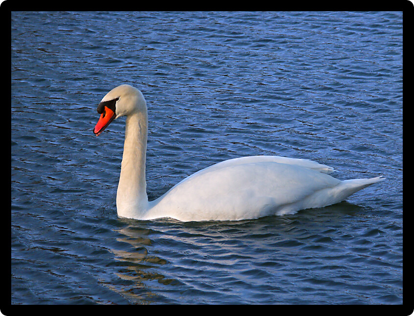 Bright Mute Swan (Cygnus olor) at Kickapoo State Park in Illinois.