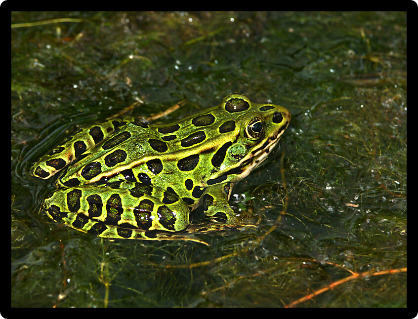 Northern Leopard Frog (Rana pipiens) at a lake in northern Wisconsin.