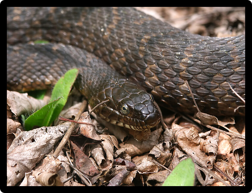 Northern Watersnake (Nerodia sipedon) near a trail in the northwoods of Wisconsin.
