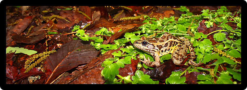Pickerel Frog (Rana palustris) sits on the forest floor in Alabama.
