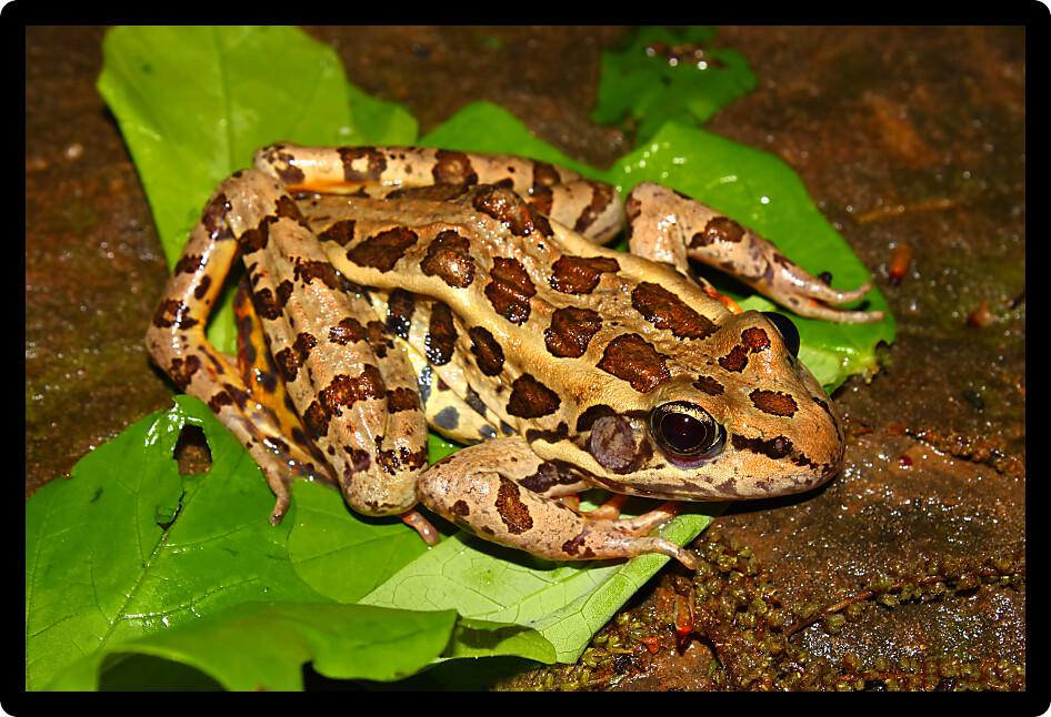 Pickerel Frog (Rana palustris) surveys the forest floor in Alabama.