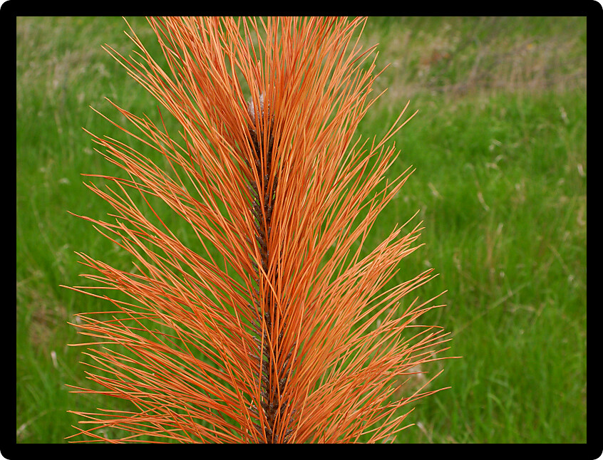 Dry Pine Needles at Kettle Moraine State Forest in southern Wisconsin.