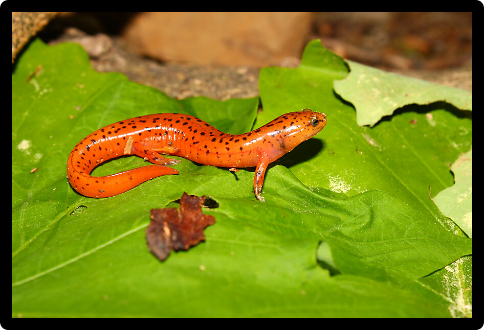 Red Salamander (Pseudotriton ruber) at a natural area of Alabama.