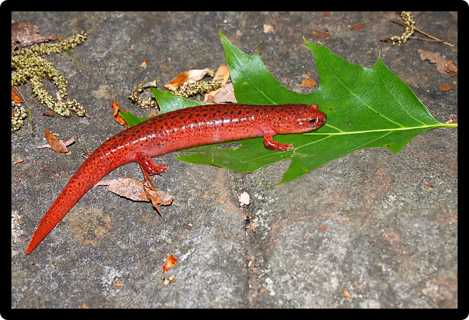 Red Salamander (Pseudotriton ruber) in the forests of Alabama.