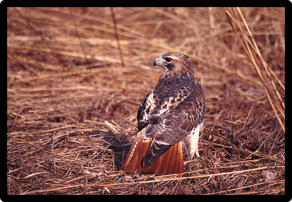 Red-tailed Hawk (Buteo jamaicensis) in a prairie environment.