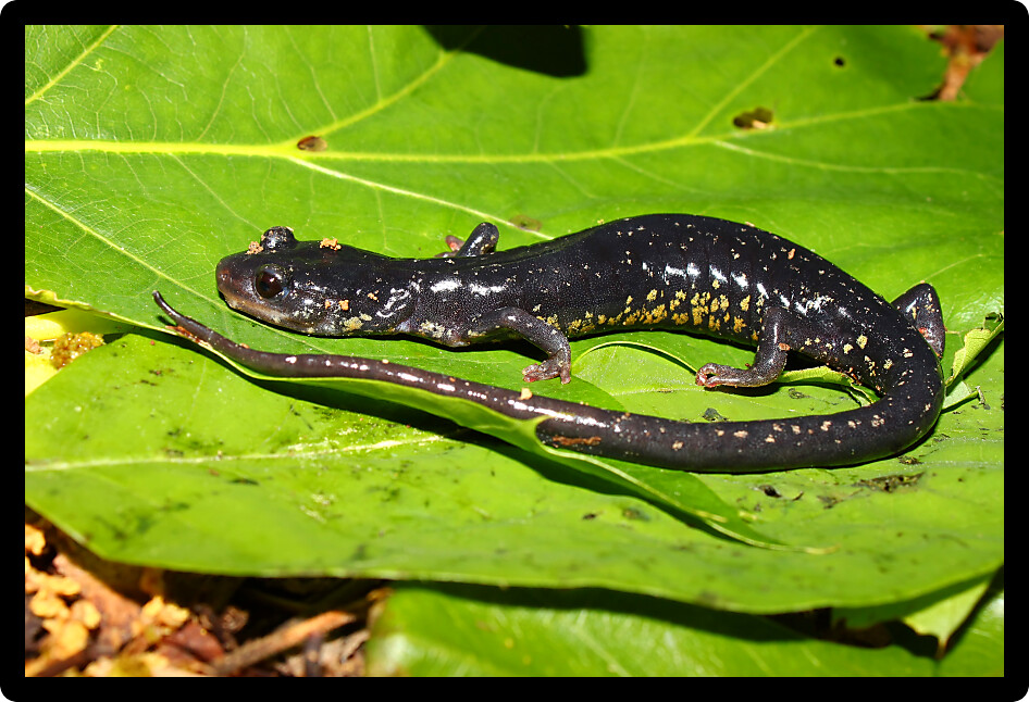 Slimy Salamander (Plethodon glutinosus) at a natural area of Alabama.