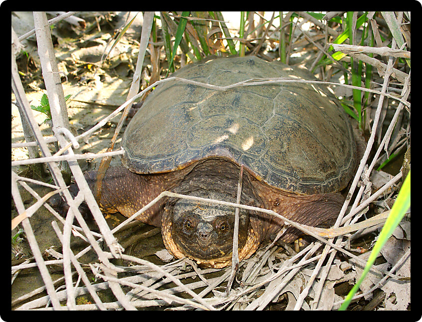 Snapping Turtle (Chelydra serpentina) found near a river in northern Illinois.