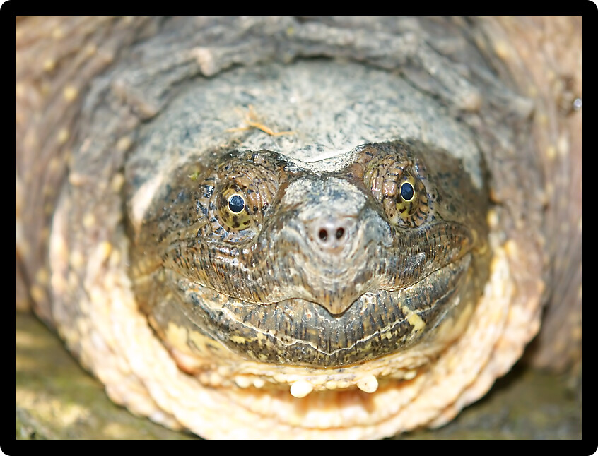 Snapping Turtle (Chelydra serpentina) in northern Illinois.