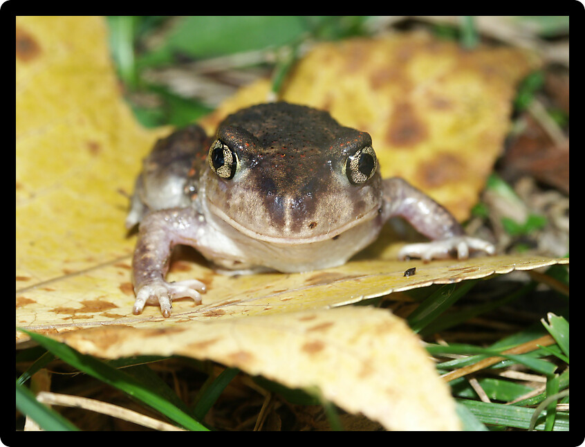 Spadefoot Toad (Scaphiopus holbrookii) found in a Illinois natural area.