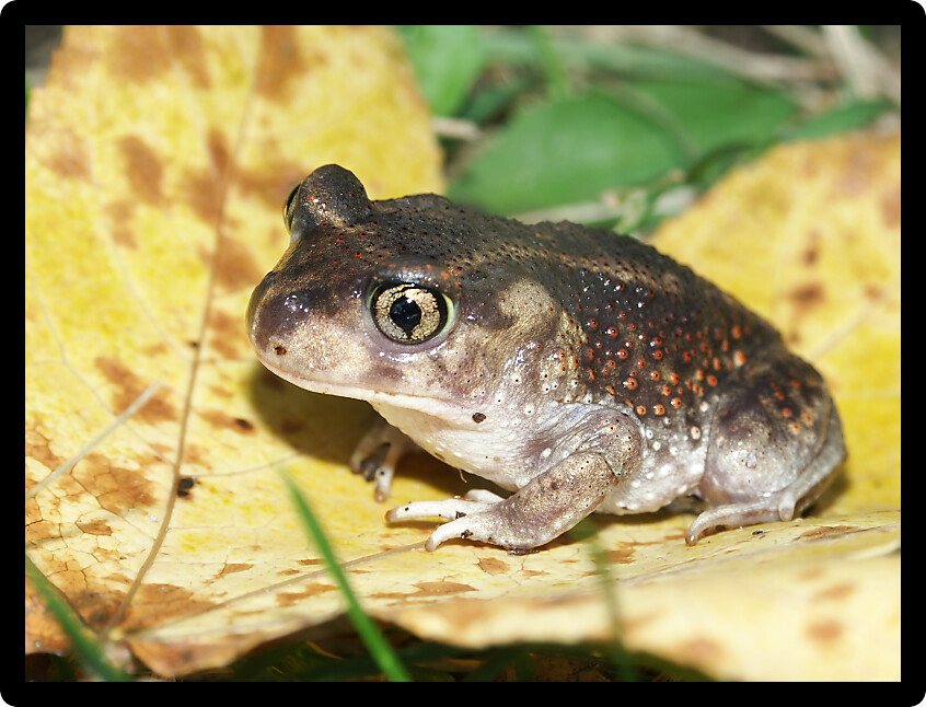 Spadefoot Toad (Scaphiopus holbrookii) at a wildlife area Illinois.