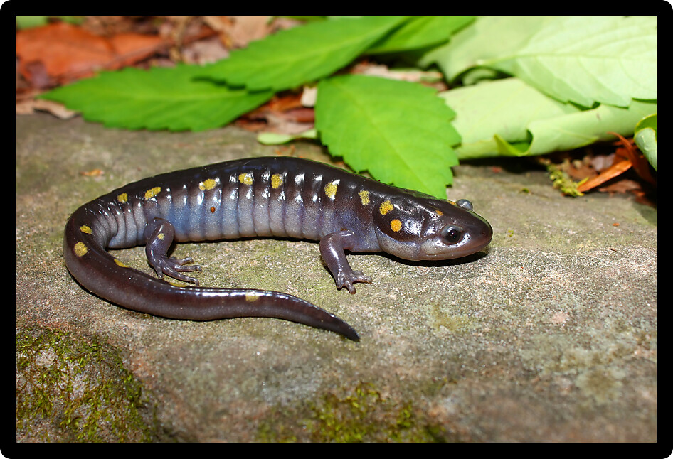 Spotted Salamanders (Ambystoma maculatum) are an amphibian species in Alabama.