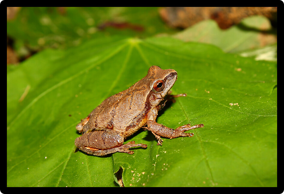 Spring Peeper (Pseudacris crucifer) on vegetation in Alabama.