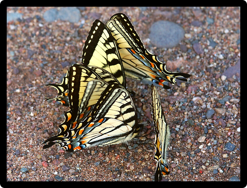 Tiger Swallowtails (Papilio glaucus) gathered in northern Wisconsin.