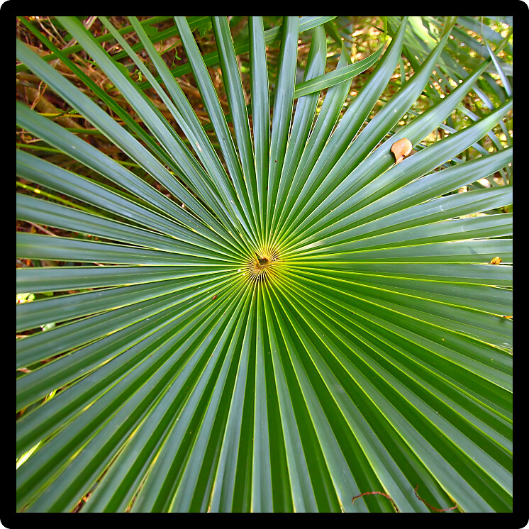 Tropical vegetation in the Virgin Islands National Park on St John USVI.